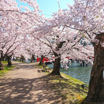 サーティワンアイスクリーム - 弘前公園の春陽橋の満開の桜