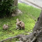 ルヴェール - パティオで見つけました❤️