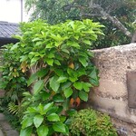 魚菜料理 縄屋 - 入り口