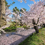248820797 - 目前の外壕の花筏と快晴で満開の桜