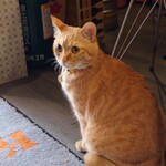 ハッピーケイチャンホシミッツ - 看板猫の『あげタマ君』
      ６月１日で５歳だそうです。