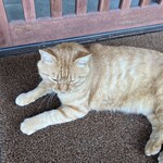 蕎麦屋 やまだ商店 - 