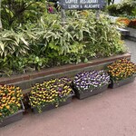 レストラン望羊蹄 - 