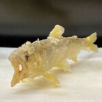 Tempura Tentsuyu - 鮎（琵琶湖養殖物）
                      こちらに向かって泳いでいる様です。
                      内臓の苦味が次第に甘みに変わるこの感じが鮎の醍醐味。
                      大人にならないとこの苦味の良さは分からないだろうな！