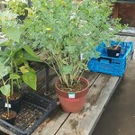 キッチン ブルー グローブ - 千代萩を見つけました (おまけ)