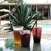 Teafanny - 