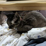 パティスリー ジュジュ ボワット - 食べてみた