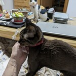 パティスリー ジュジュ ボワット - 食べてみた