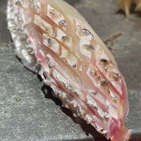 旬壽 - 