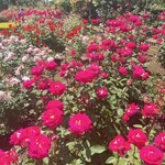 TERAカフェ 花美津姫 - 