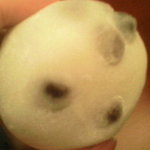 Kashi Dokoro Oraga - 