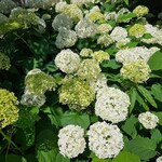 フラワーカフェ BLOOMY'S - 