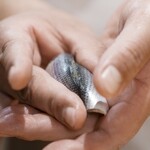 鮨料理 一高 - メイン写真: