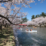249032951 - 弘前公園の春陽橋の満開の桜