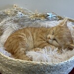 リルミルフィー - 