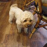 카루이자와 카페 쿠루미 - 