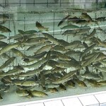 美加登家 - 水槽にいっぱいの鮎。
      いろんな顔を見せてくれました。