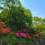 シャンピ - 駐車場に咲いてました♫