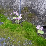 東屋 - 外壁に咲いていたお花