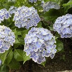 麺Lab 千賀商店 - 