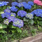 麺Lab 千賀商店 - 