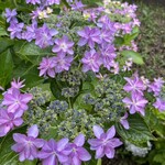 麺Lab 千賀商店 - 