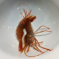 カーヴ ユノキ - 