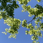 ハーベスト ナガイファーム - 昨日の雨がウソの様