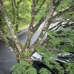 ゼルコバ コーヒー - 