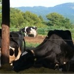 Yukinoshita - 「伊豆」大美伊豆牧場で育つ健康な牛たち。雪ノ下の牛乳は自然な甘みがする本当の牛乳です