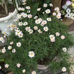 インド料理 パリワル - 花を見ながら20分ほど、席が空くのを待つ