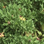 インド料理 パリワル - 控えめに所々、花が咲いているのも味があります