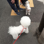 ヴァカンツァ - 帰り道で会った可愛いワン！