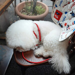 ヴァカンツァ - あら、もうおネム？