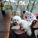 ベアトリーチェと共に此の日は９年後の初夏