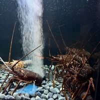 筑紫樓 銀座店 - 