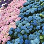 辻利兵衛本店 - 