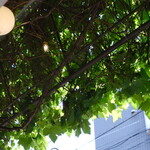 ヨハク - ブドウの茂りっぷりが見事