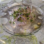 リストランテ アクアパッツァ - 