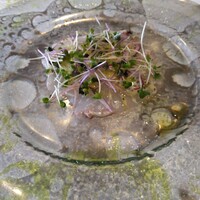 リストランテ アクアパッツァ - 