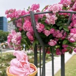 アール・リバーサイドグリル&ビアガーデン - ローズ ソフトクリーム 500円
溶けてきてます_(՞⌓°꒷꒦