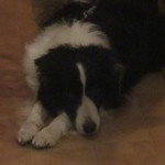 Mar - アルビーくんに見つめてもらいました＾＾