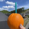 Orange Paradise - 