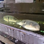 泳ぎとらふぐ活蟹料理 あじ平 - 