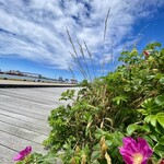 みなと市場 小松鮪専門店 - 店の裏側には海があり散歩