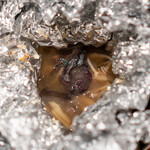 鳥茂 - きのこのホイル焼き