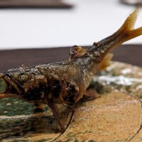 日本料理 久丹 - 