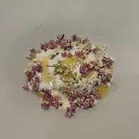 L'éclaireur - 本鮪　エルダーフラワー