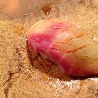 おざき - 