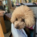 そば処 湧水 - 早く蕎麦をくれ～